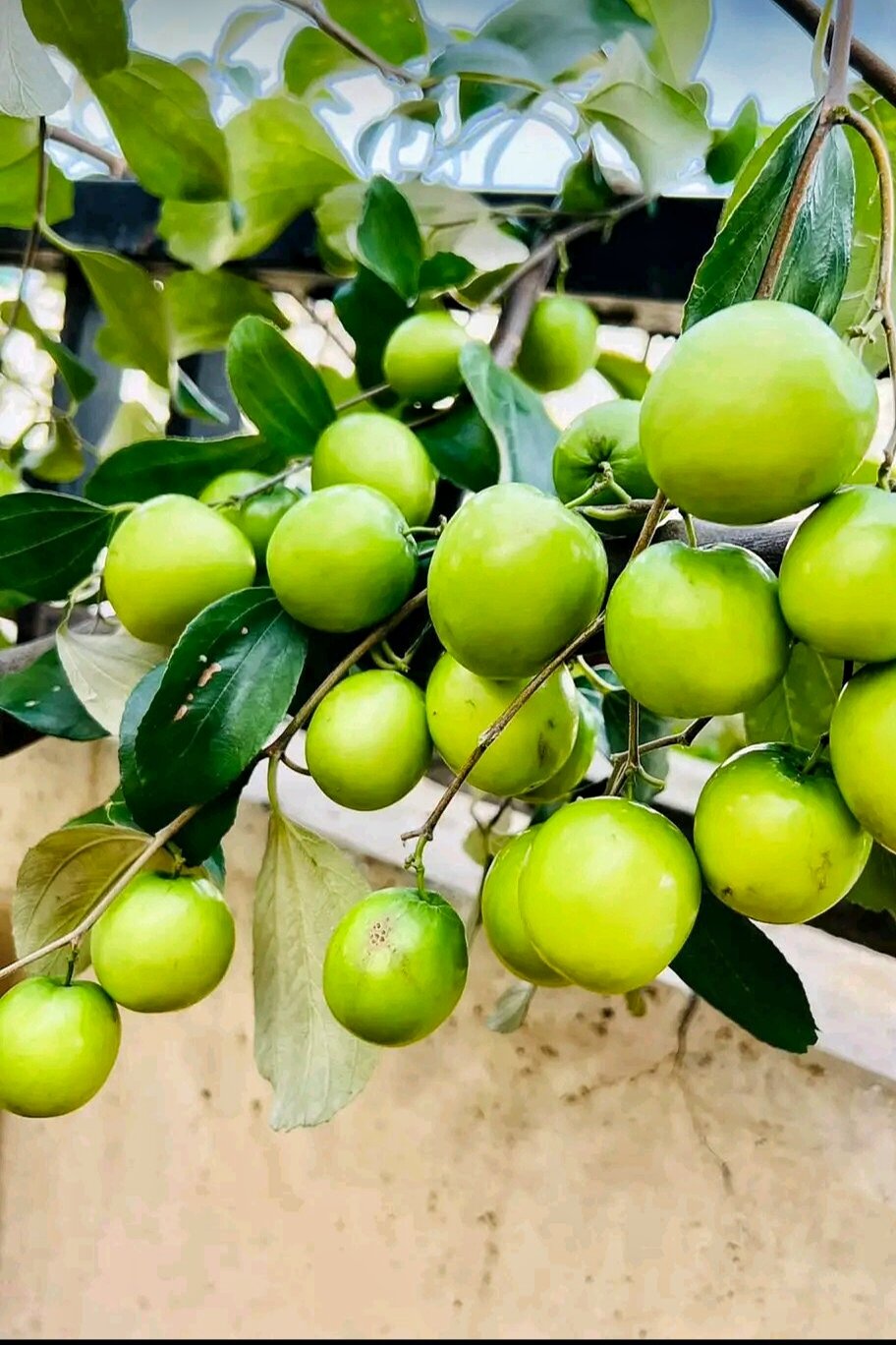 CÂY GIỐNG) TÁO SIÊU TRÁI BẦU NHÁNH