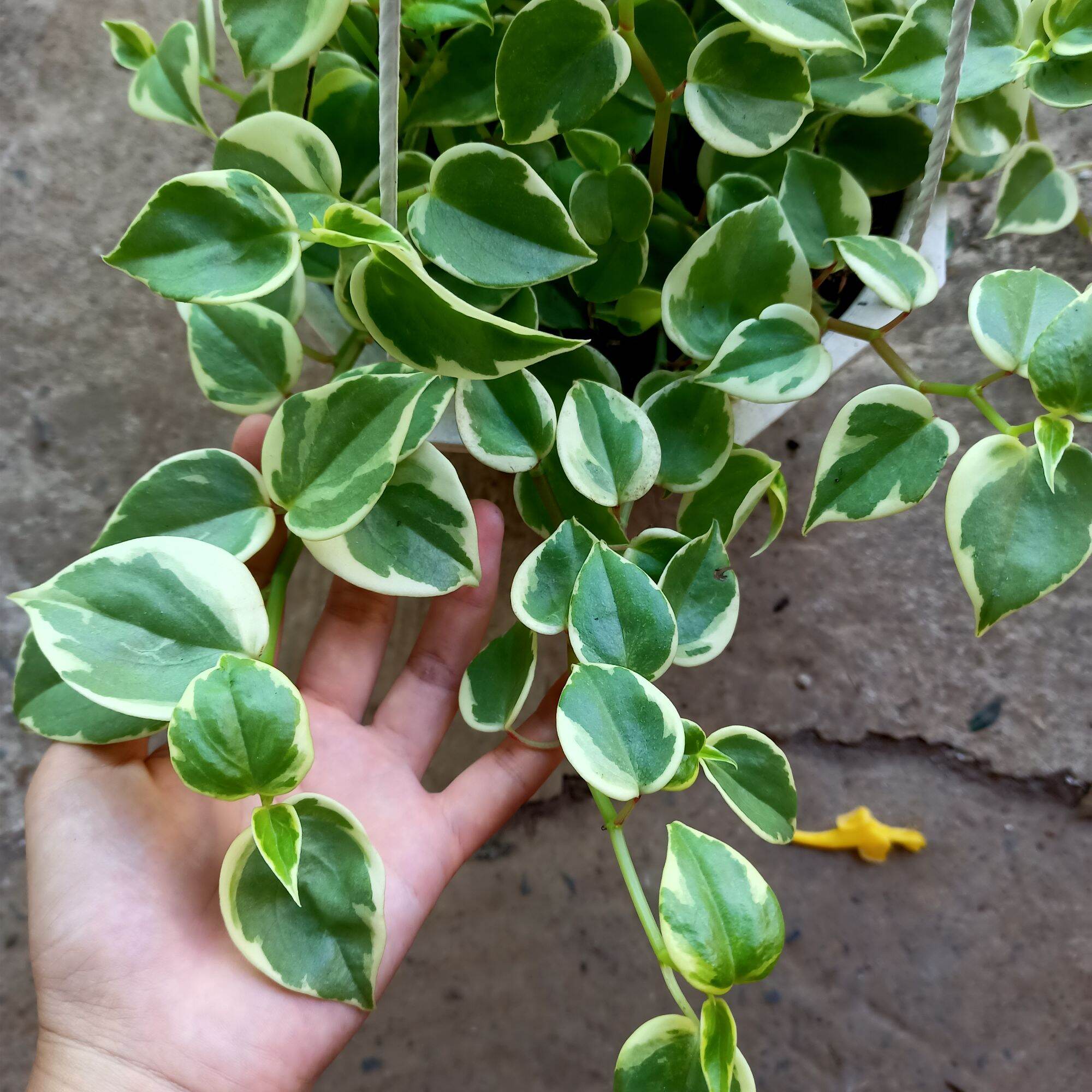 Chậu cây trầu bà càng cua đang sum như hình