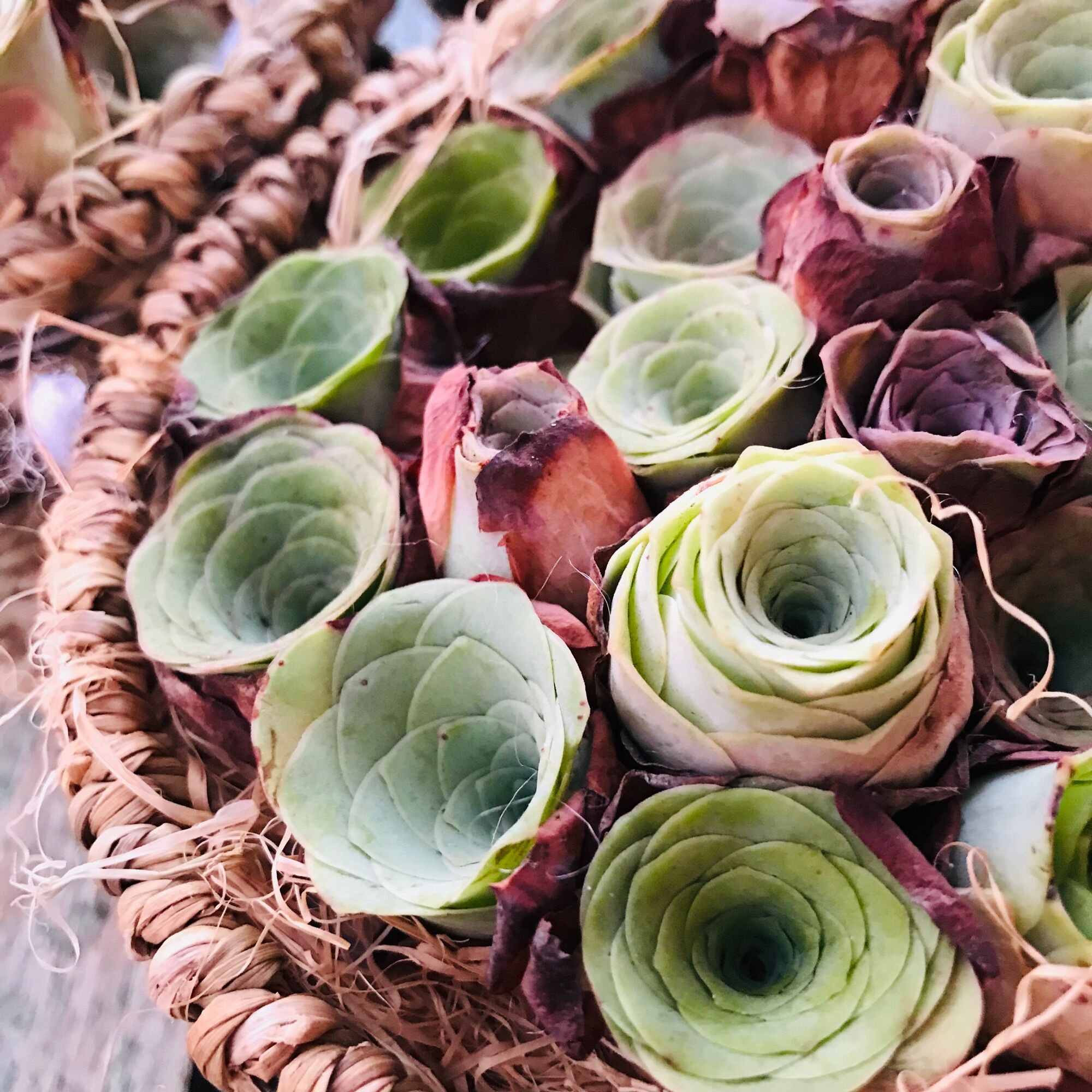 Sen đá Hoa hồng xanh Greenovia