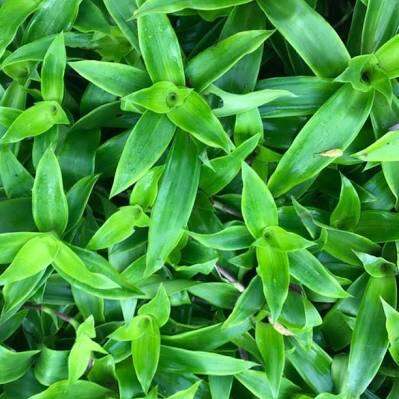 cây lược vàng giống cây to