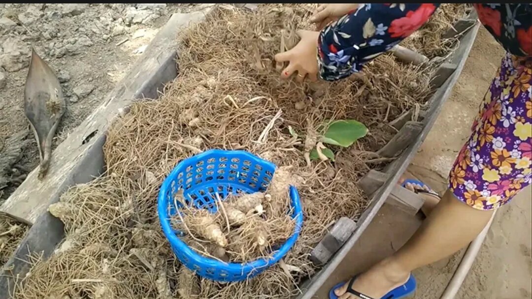Củ Lùn tươi-1Kg
