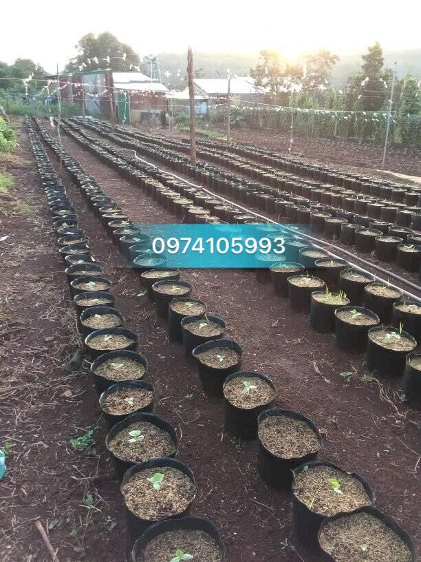 1kg bầu ươm cây 18.14(160 cái/kg)