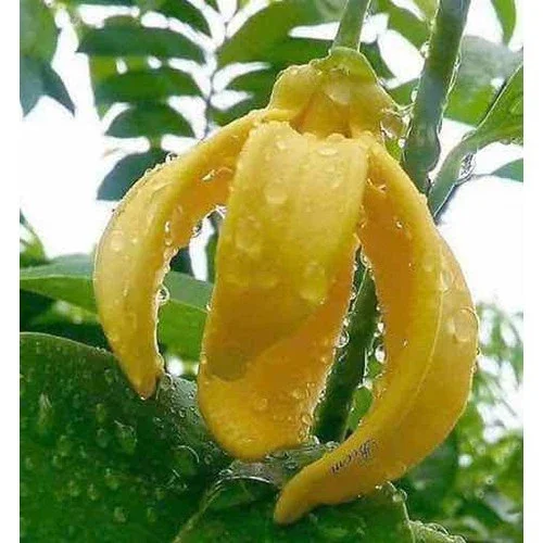 Cây hoa móng rồng hay cây dẻ thơm
