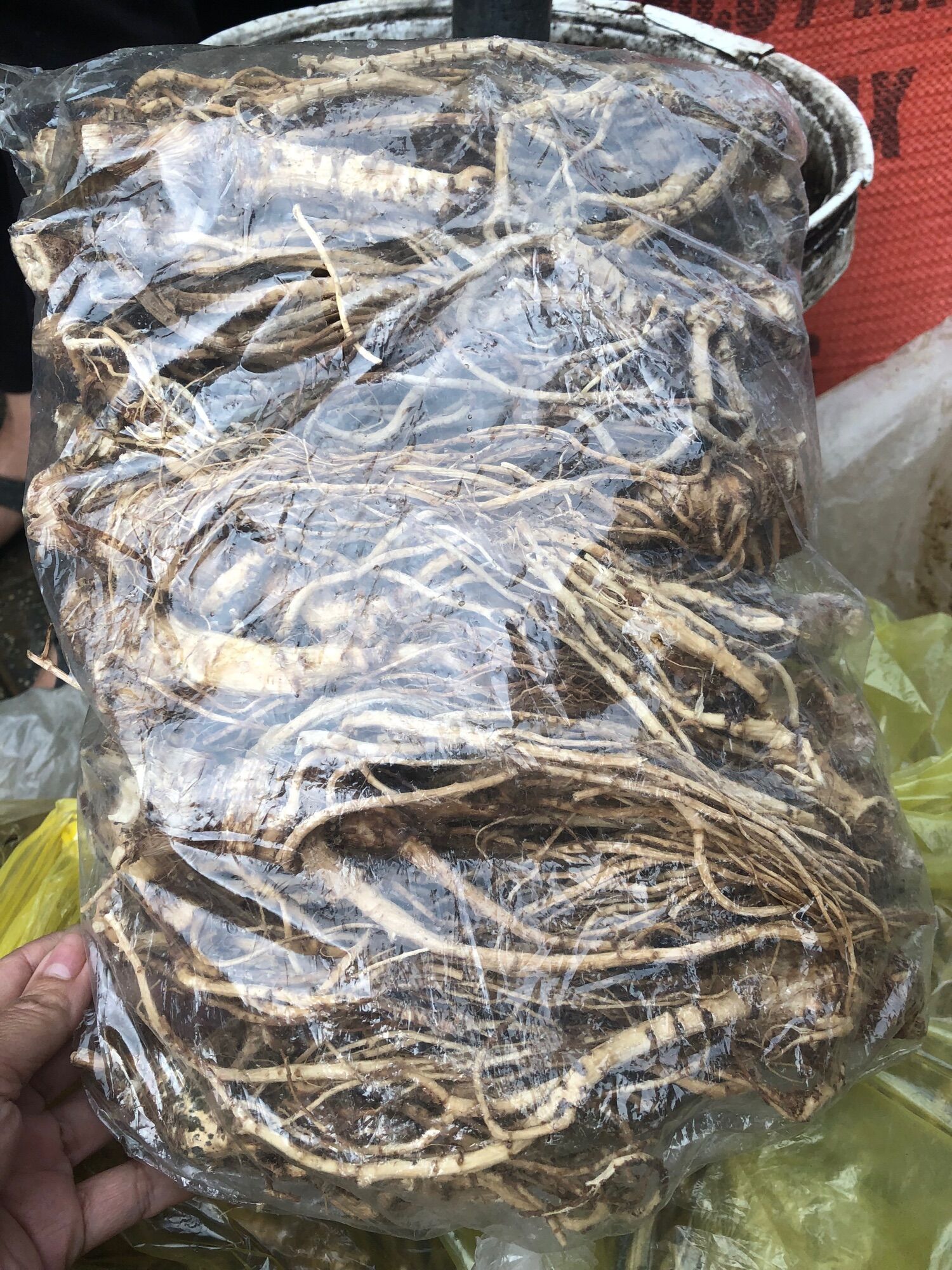 Sâm đương quy khô 165k/kg