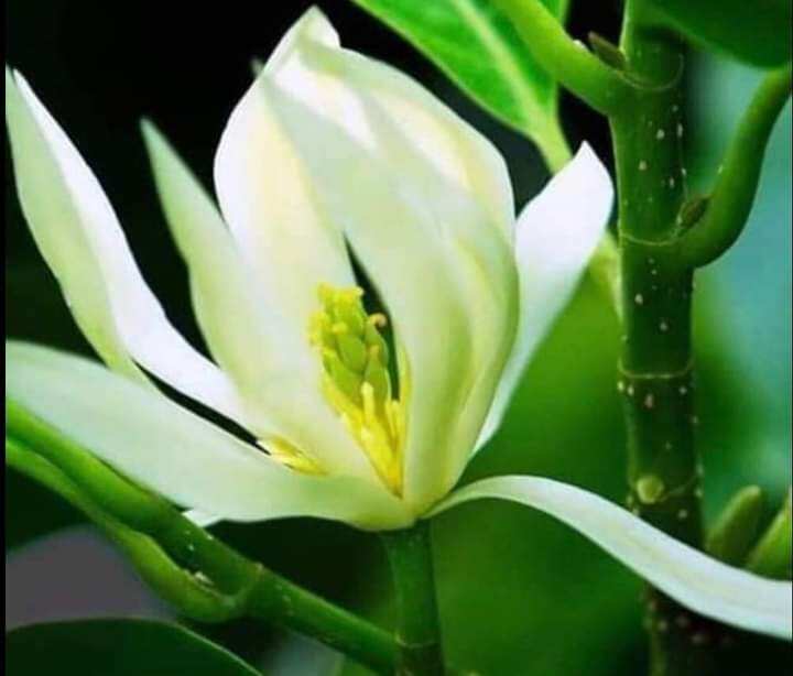 Cây hoa ngọc lan