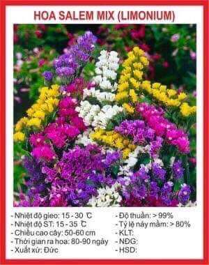 Hạt giống hoa salem mix 100 hạt