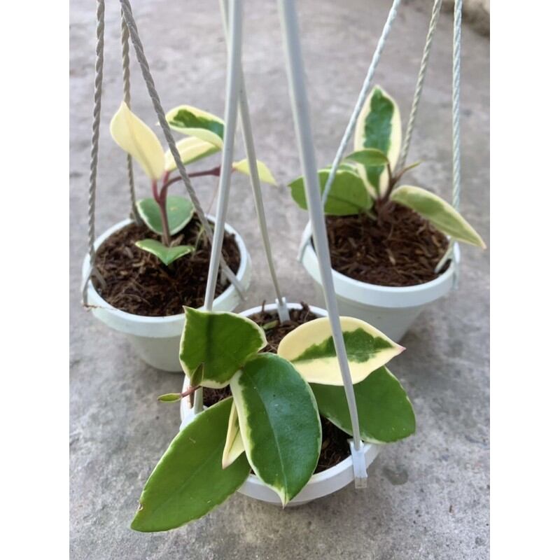Cẩm cù lá cẩm thạch giống