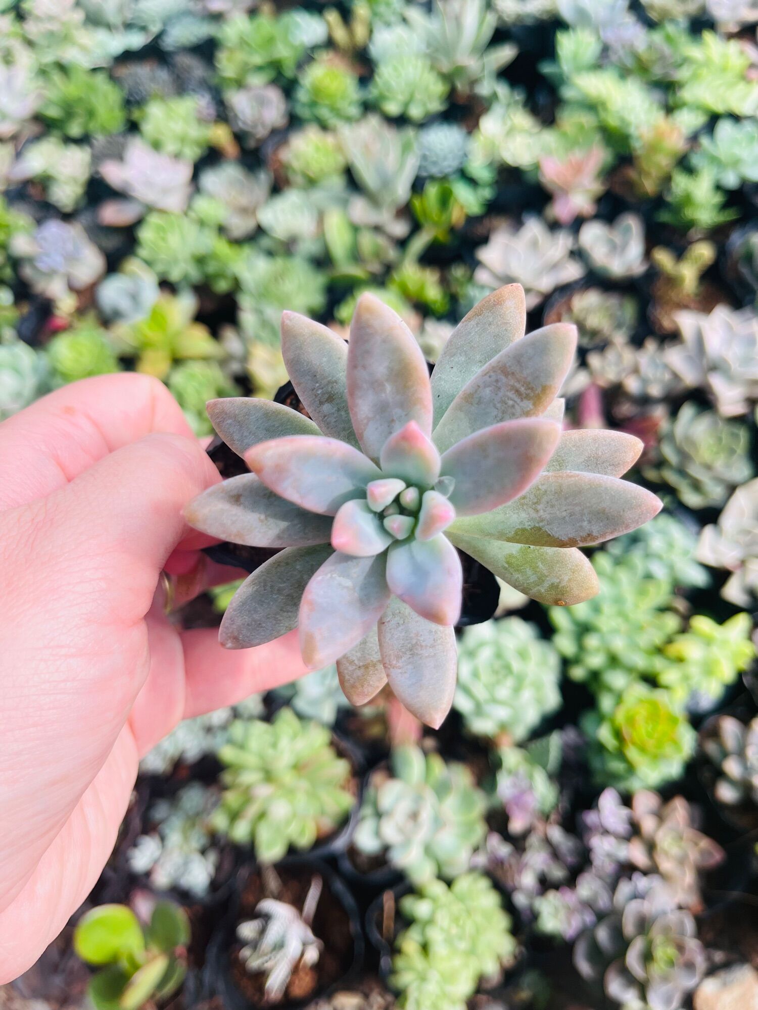 Sen đá pha lê size bầu 3-5 cm xuất vườn đà Lạt
