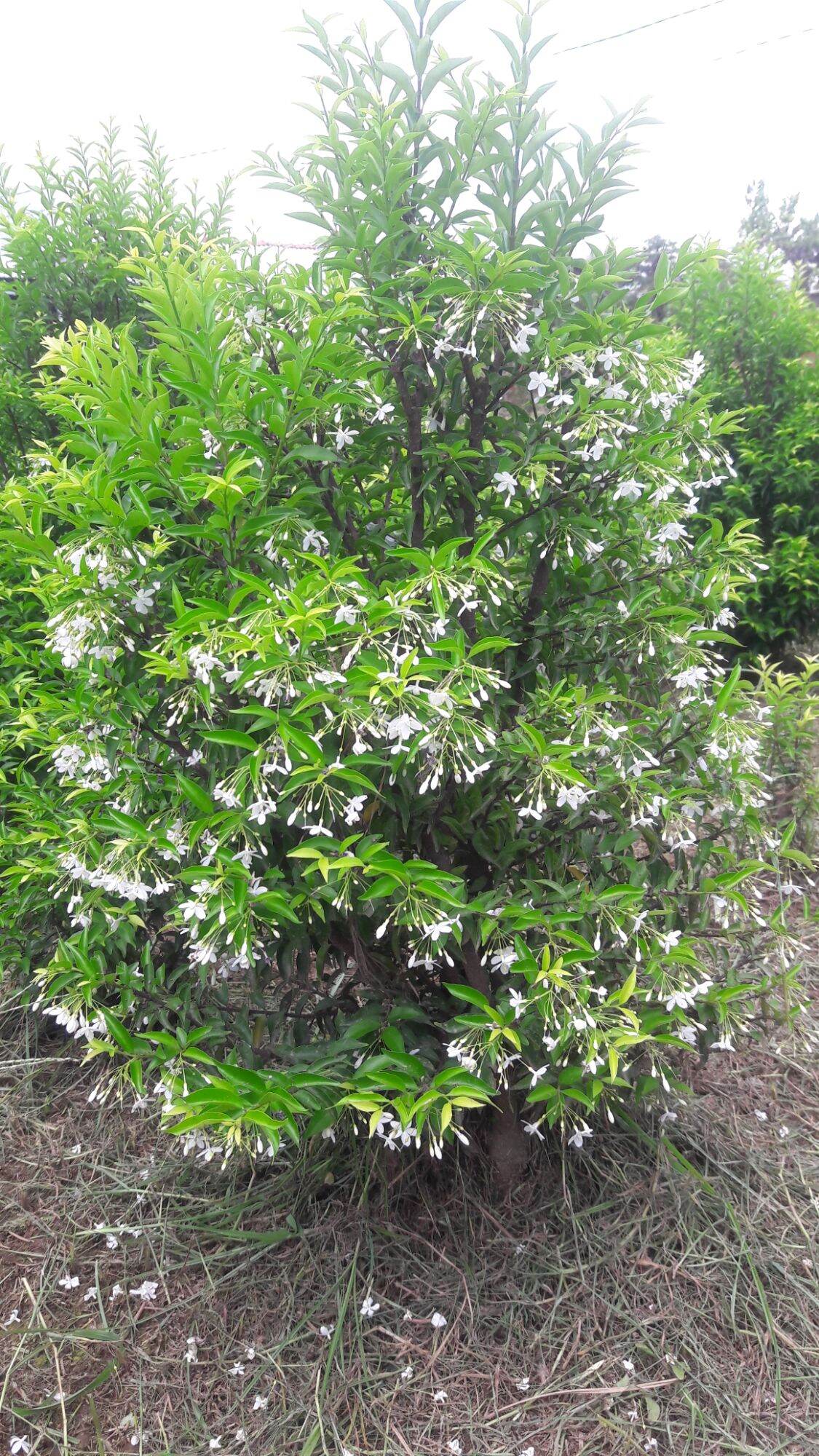 Mai chiếu thủy lá trung siêu hoa