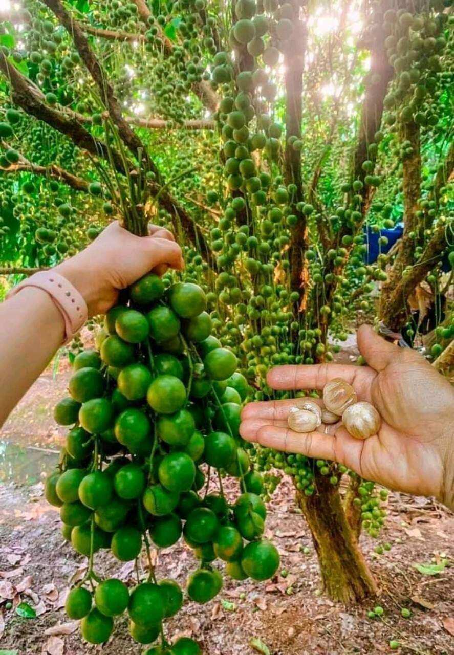 Cây giống dâu da thái siêu trái