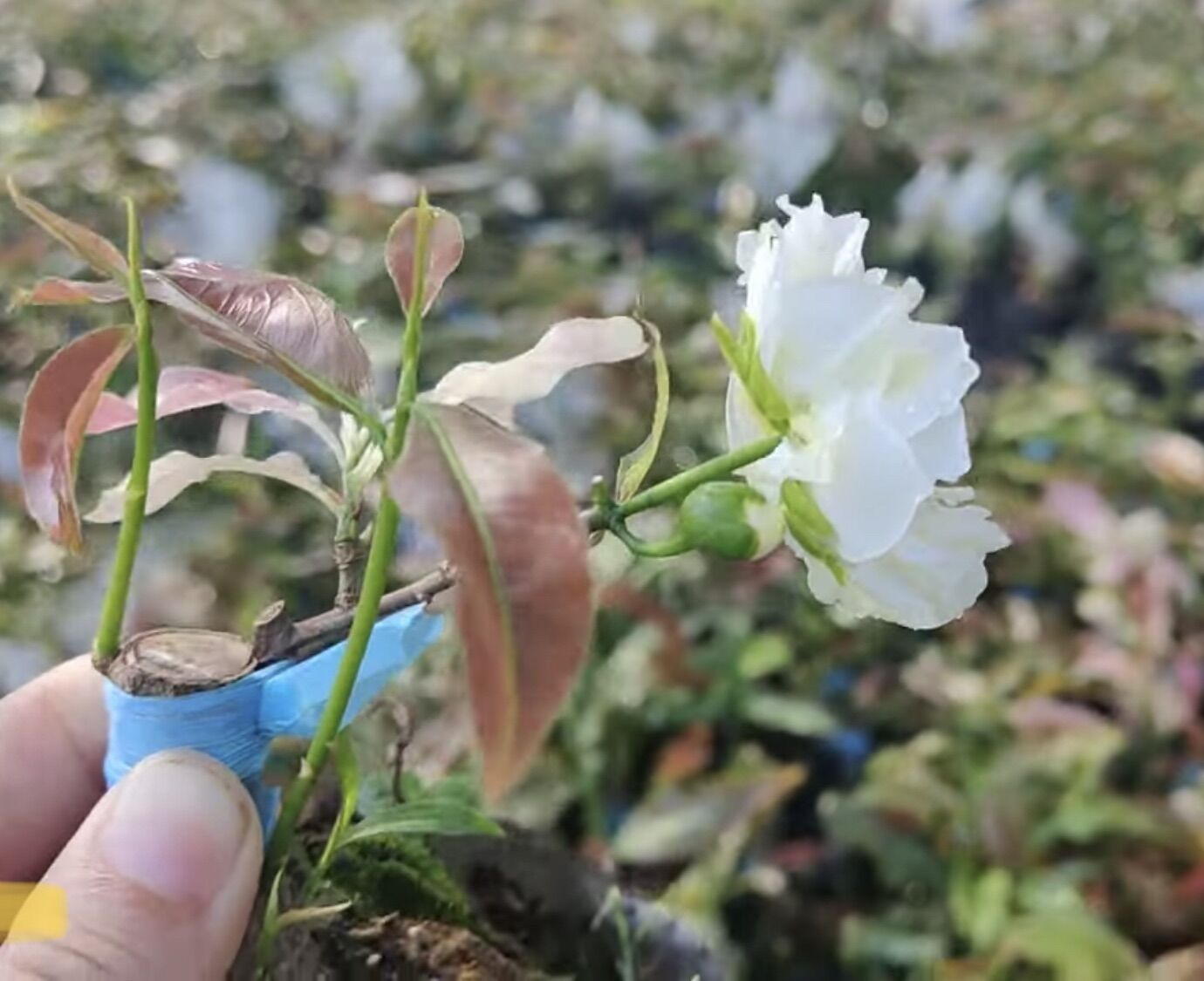 CÚC BẠCH MAI cây mai vàng đột biến (giống siêu hiếm, nên sưu tầm)