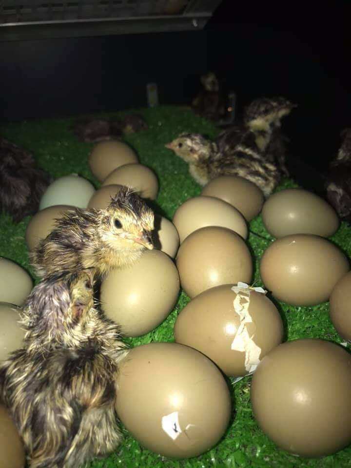 10 quả trứng chim tri đỏ về ăn