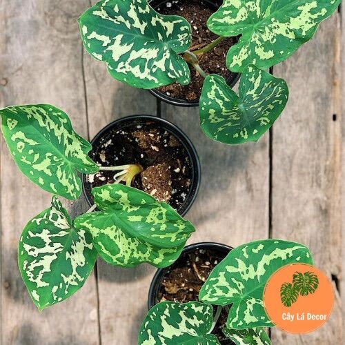 Alocasia Hilo Beauty ( Môn Áo Lính)