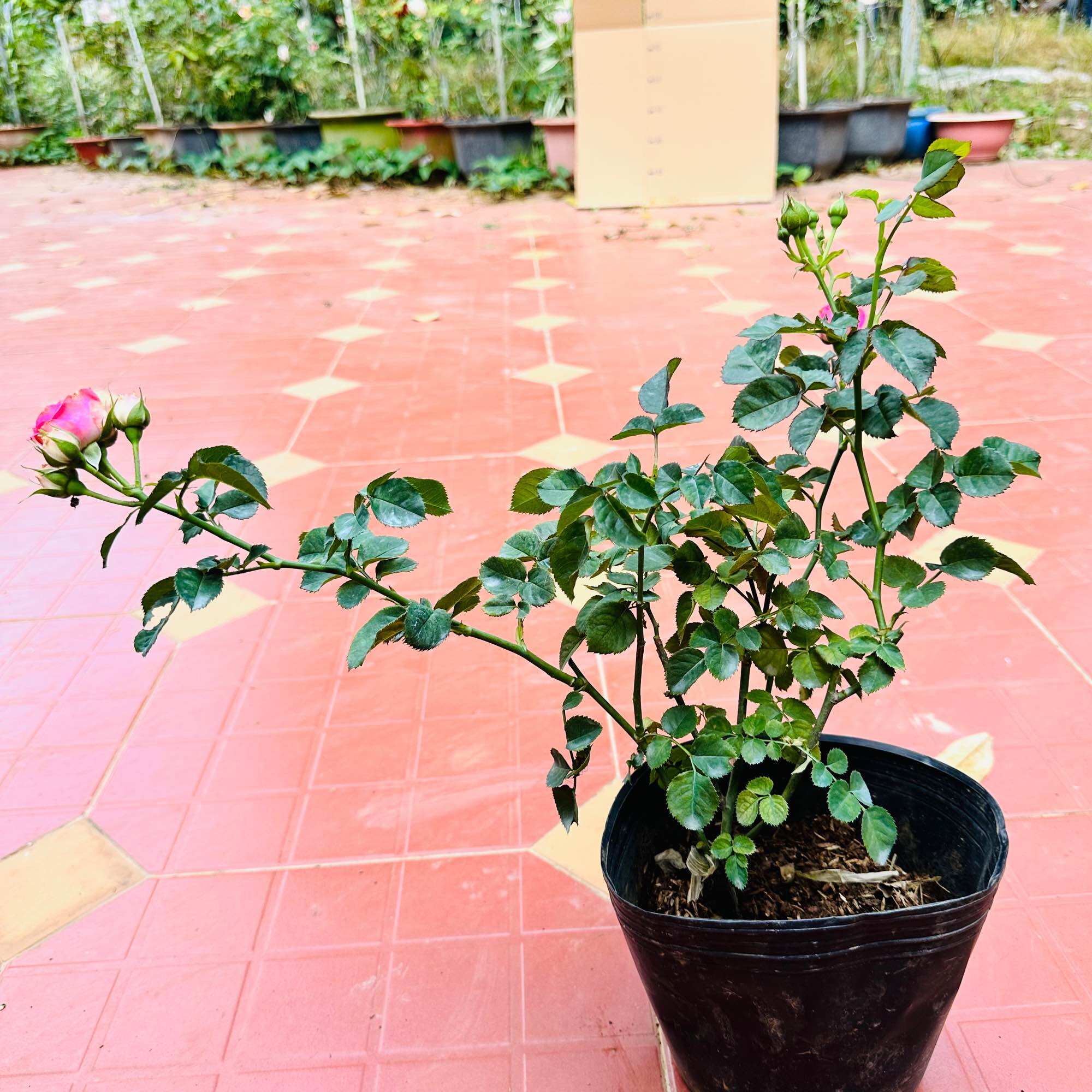 Hoa hồng bụi Mini Eden Rose - say hoa