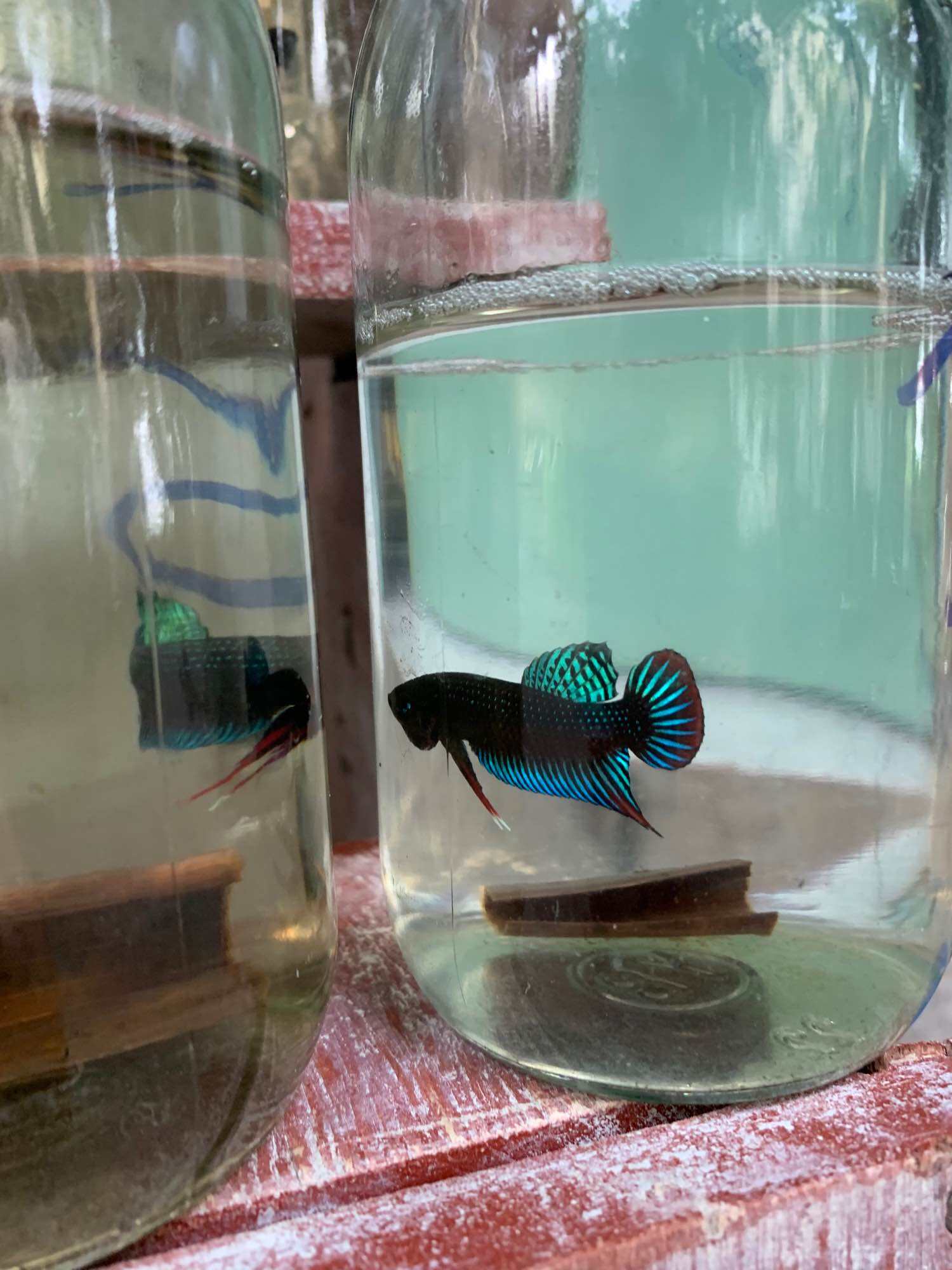 Lia thia đồng trống 20k