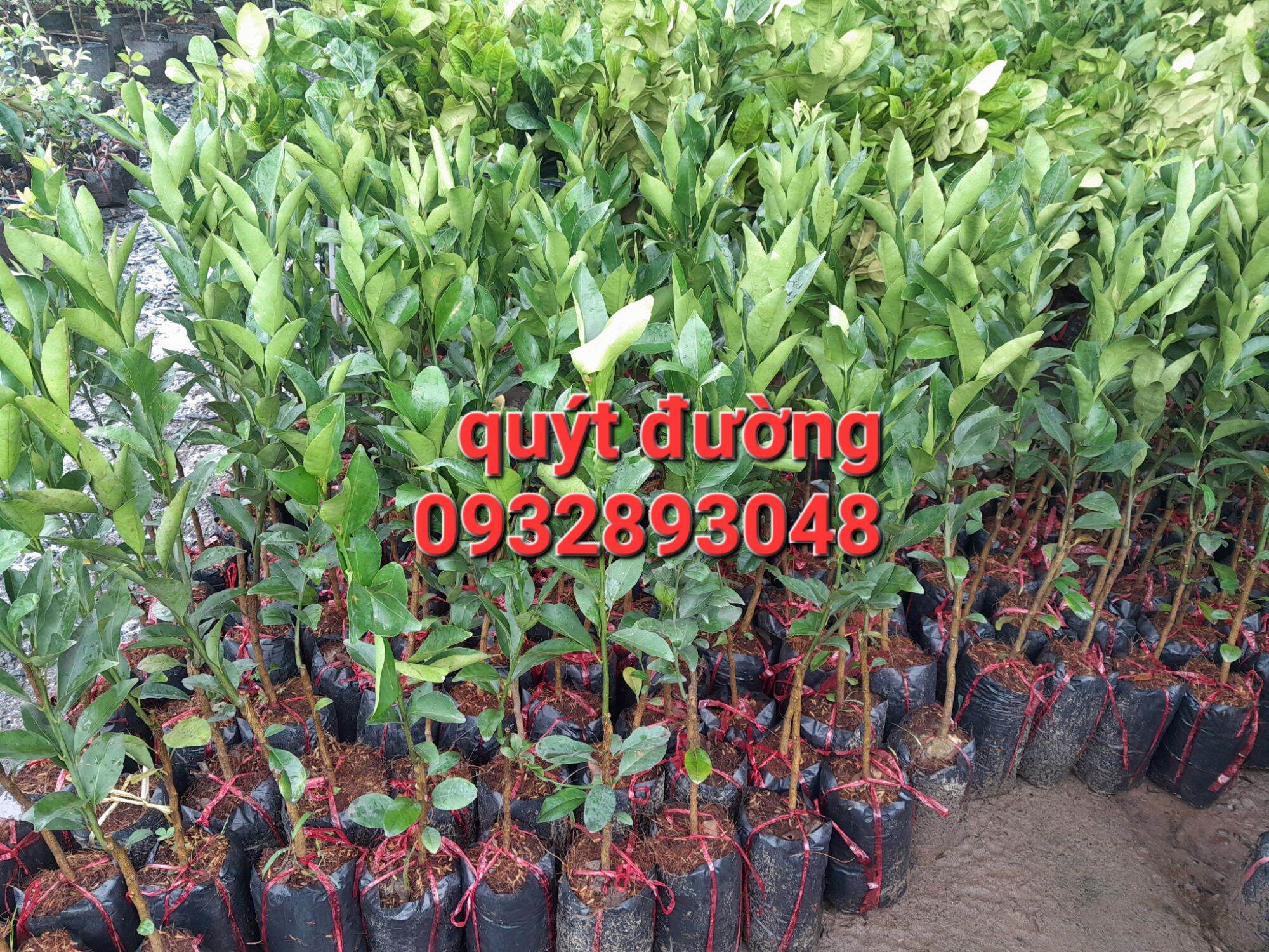 Cây giống quýt đường