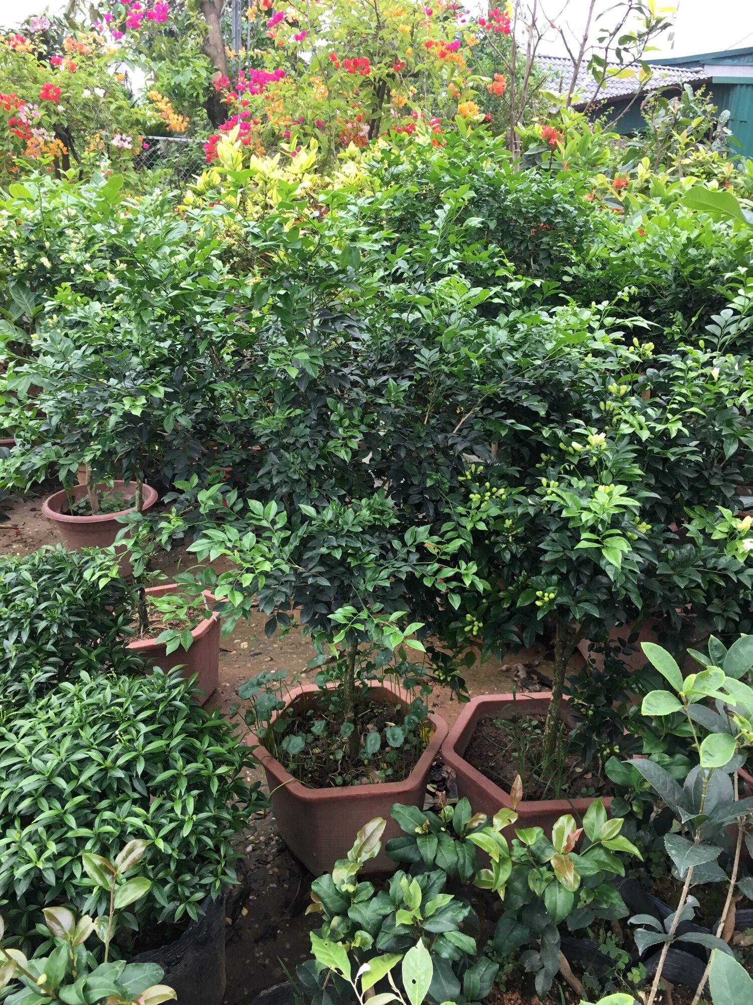 cây hoa Nguyệt quế
