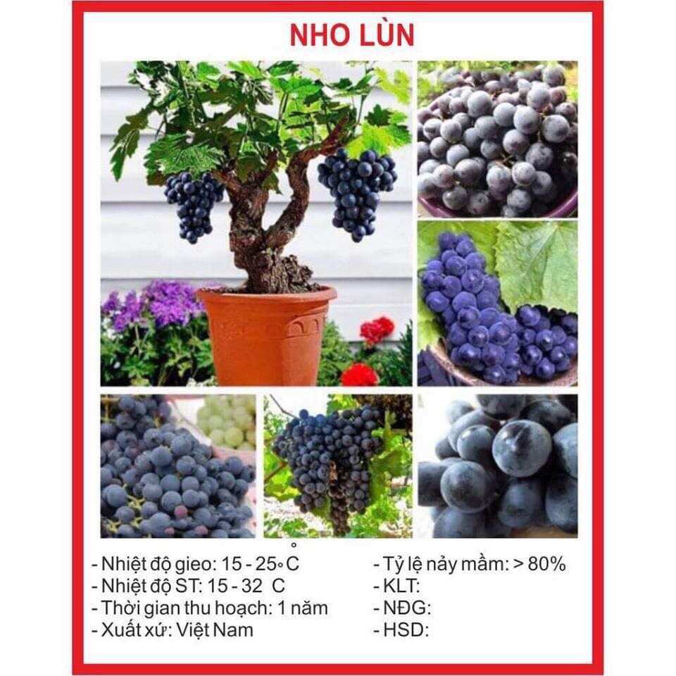 Hạt giống nho lùn 10 hạt