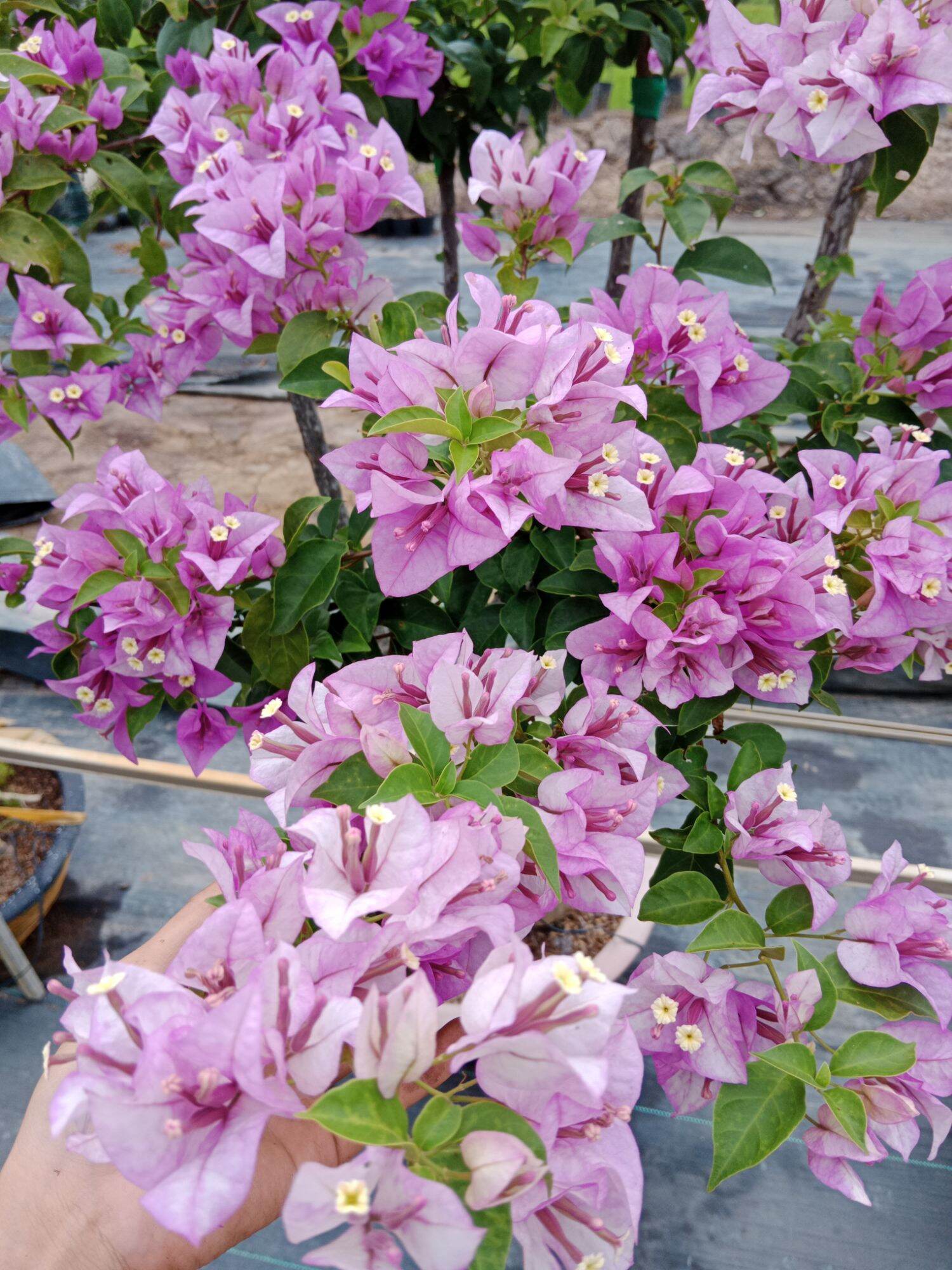cây hoa giấy ghép ( tím tuyết)