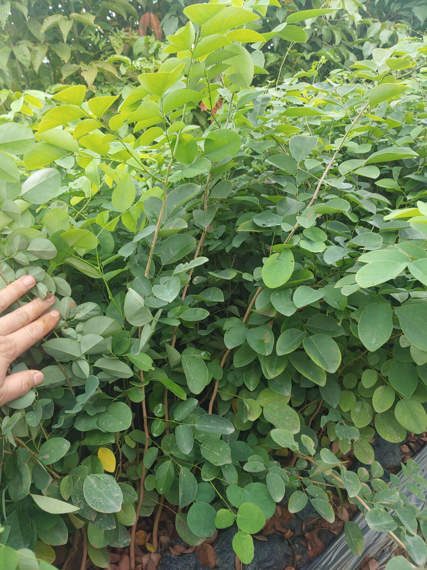 Cây giống Trắc đỏ ( mua 10 tặng 1)