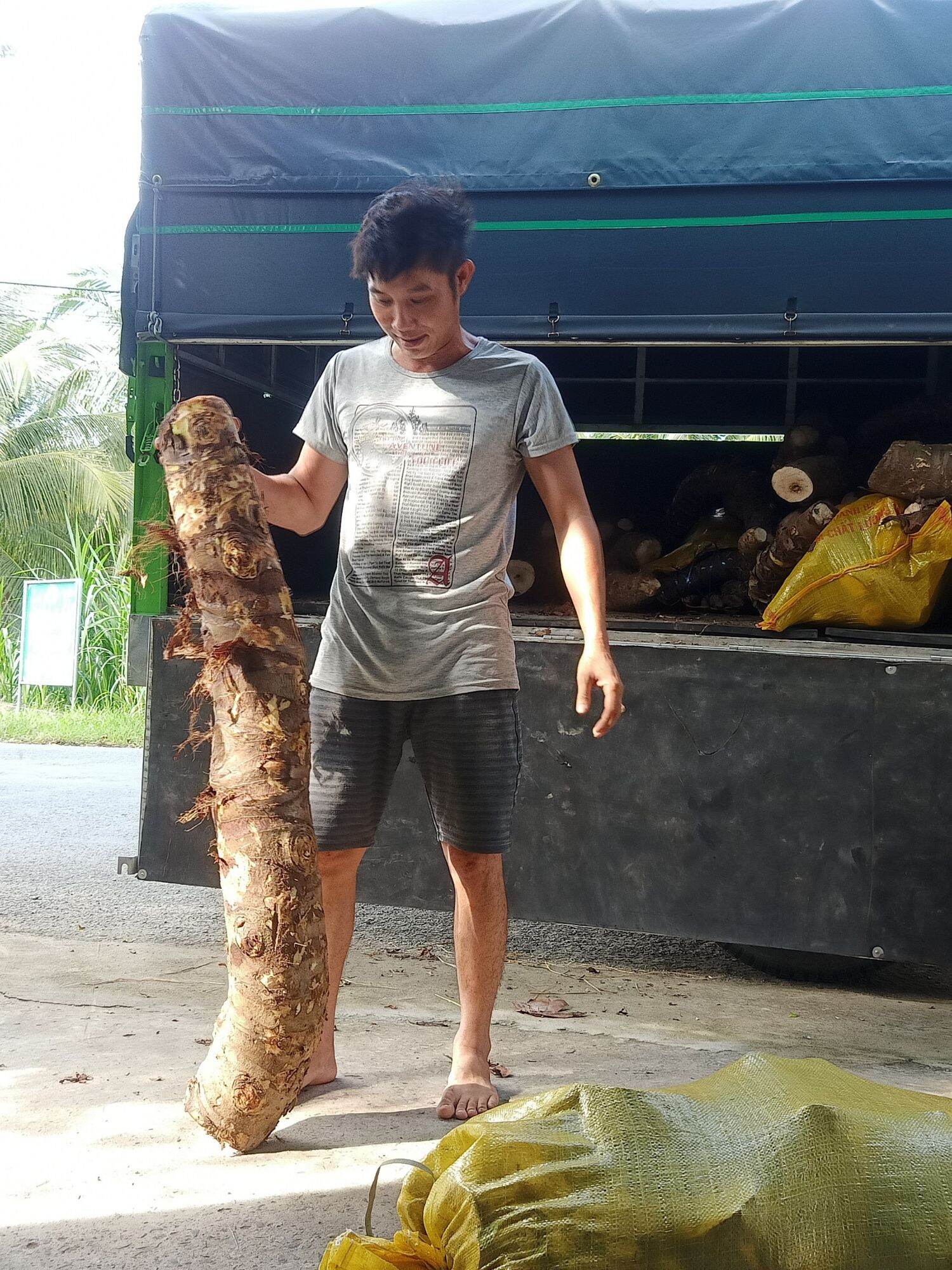 Củ Bạc Hà Núi trị ung thư 10kg trị ung thư