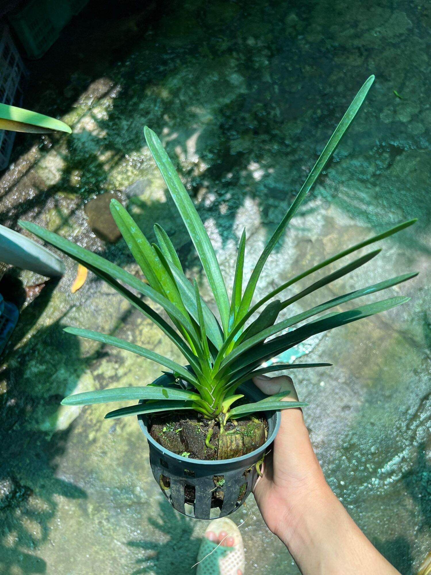 Lan Kiếm Xanh Huế gieo hạt
