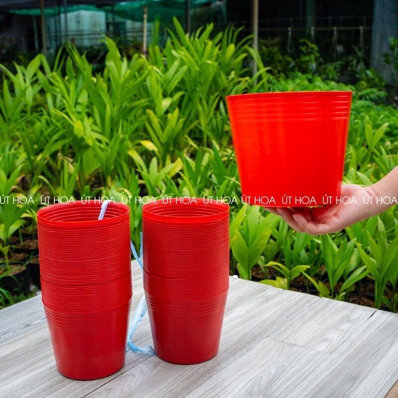 Chậu Nhựa Đỏ C9 (20x16cm) trồng hoa tết