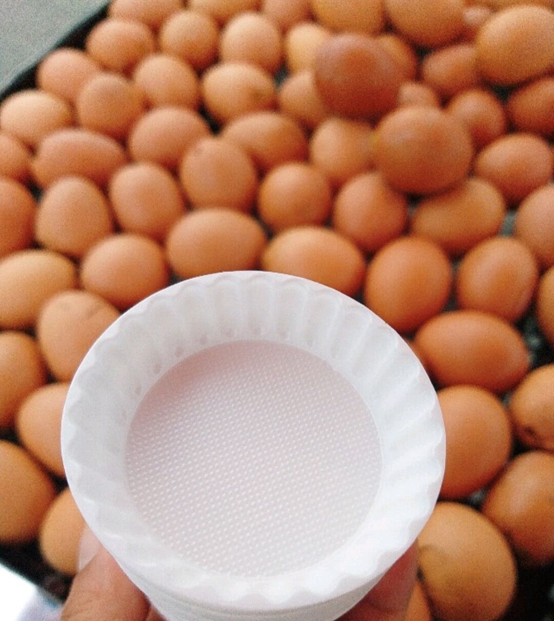 Set 100 chén nhỏ đưng tương đựng muối