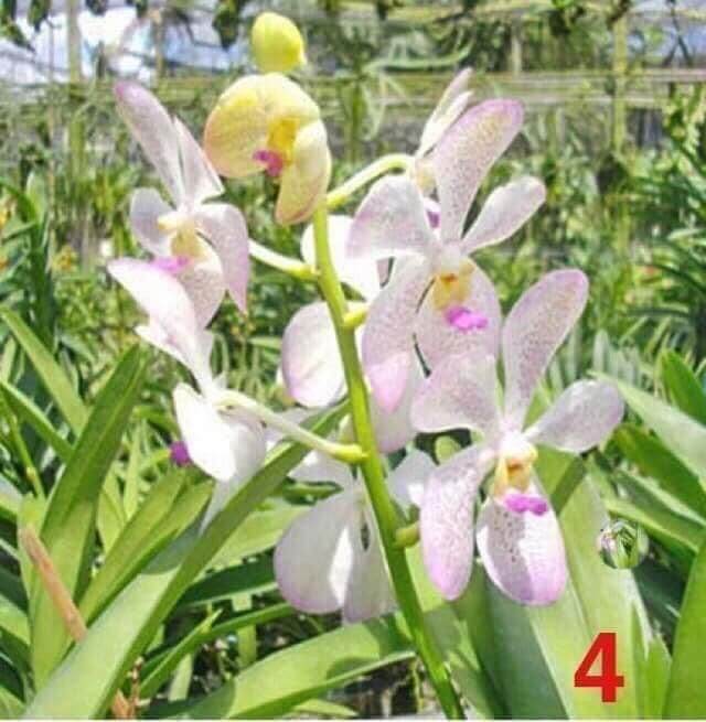 Combo 8 Cây Lan Giống Mokara(cao 20-30cm) Màu Đỏ,Vàng,Hồng,Tím