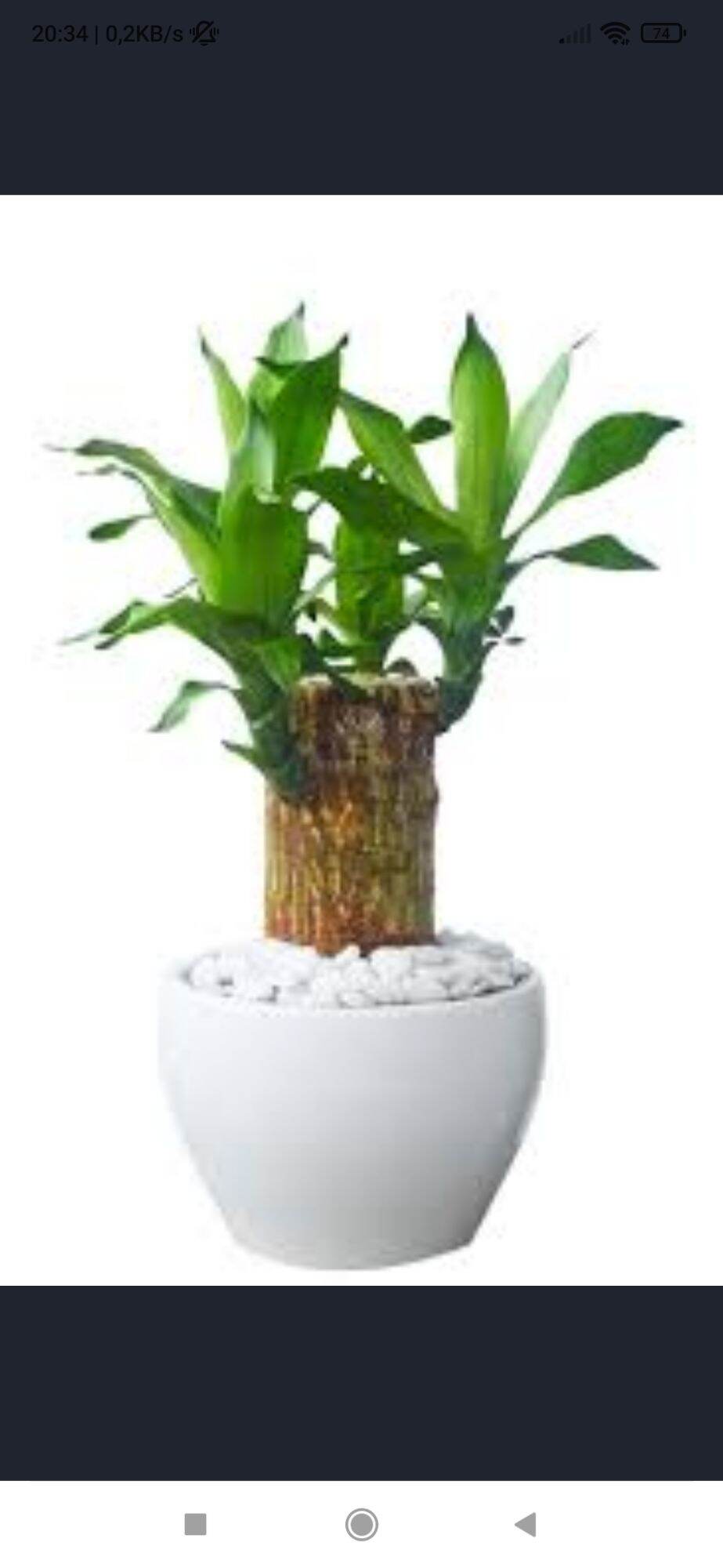 Thiết mộc lan. một khúc dài 40cm,đường kính 30mm
