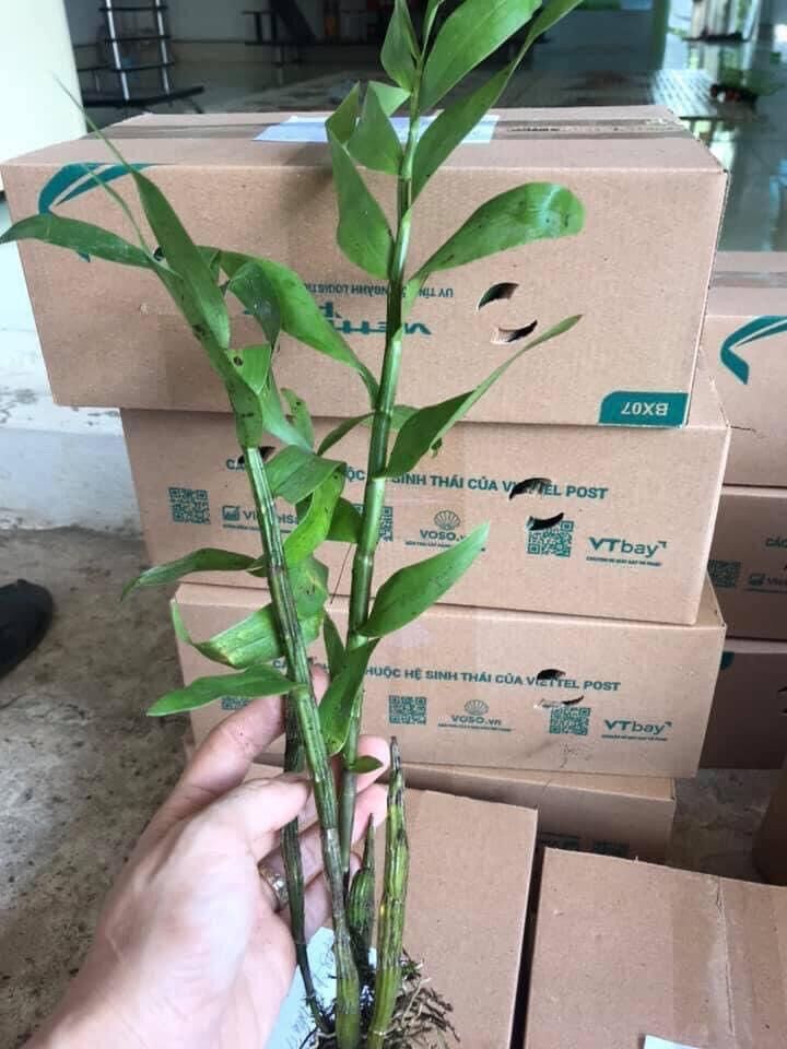 Hoa Lan đại Mỹ nhân(1 khóm) vv