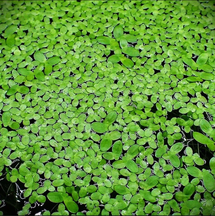 Bèo Cám  Thủy Sinh 100g 10k