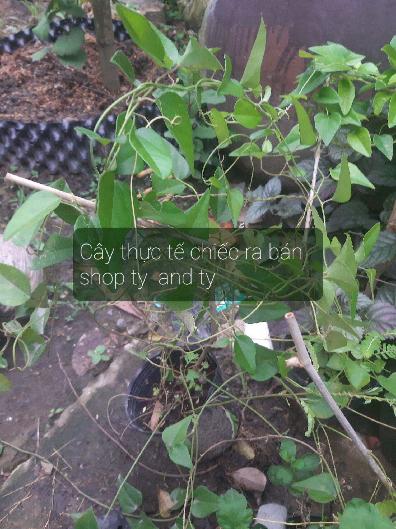 cây giống sương sâm