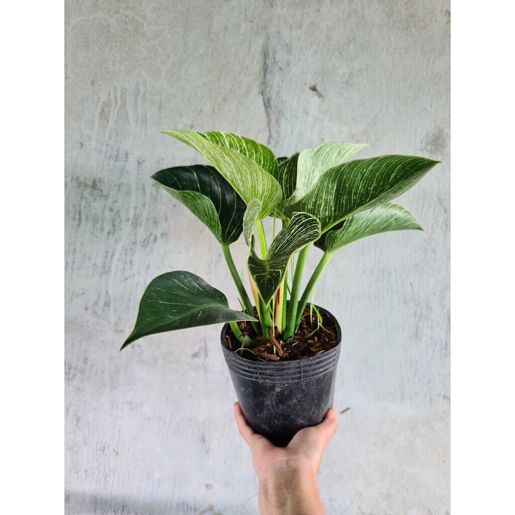 Cây đế vương hoàng kim - Philodendron birkin