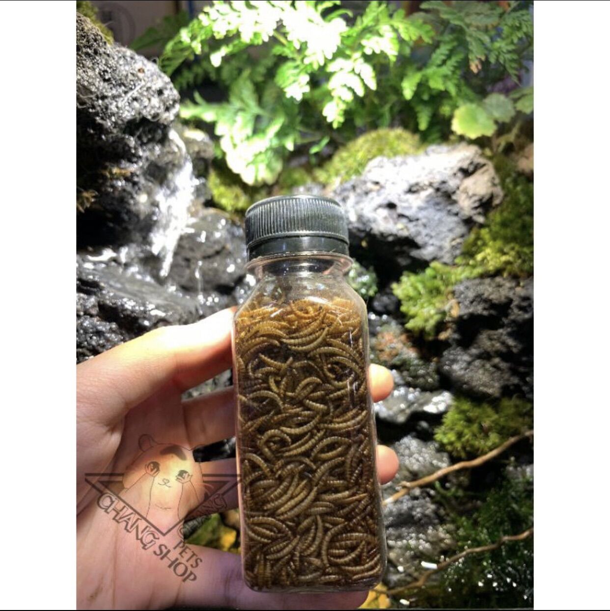 20g Sâu mini dành cho hamster