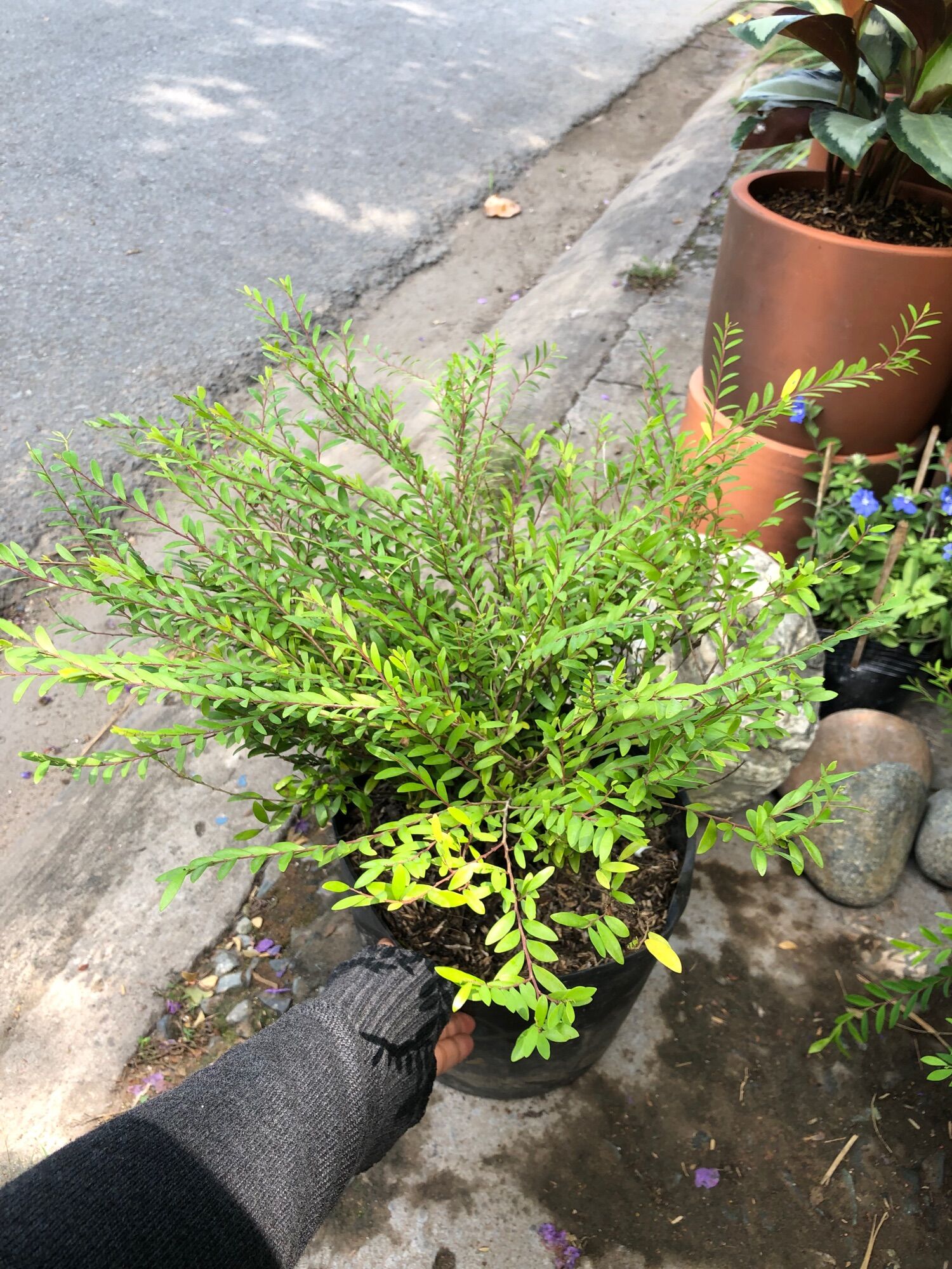 Cây sơn liễu Thái size lớn