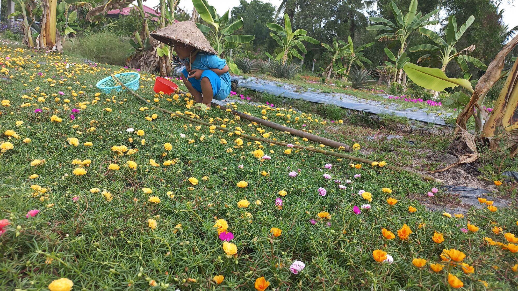 hoa mười giờ thái kép 8 màu  1 ký