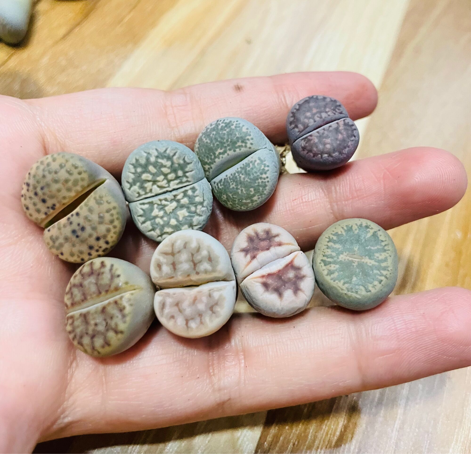 Sen mông, lithops, thạch lan vân siêu đẹp size 1-2cm