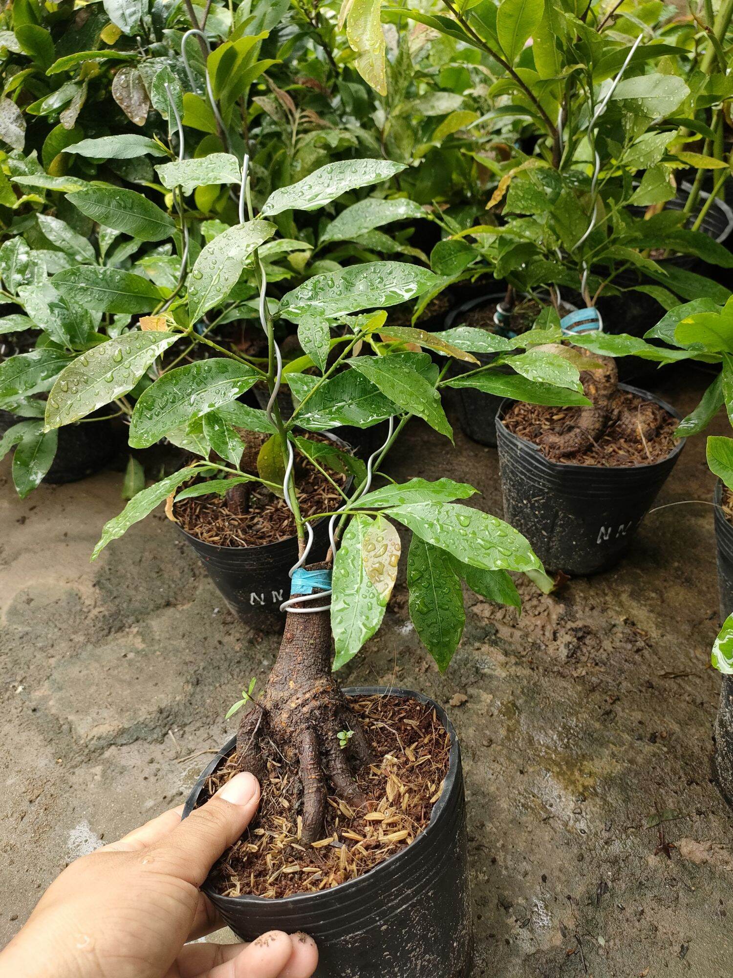 Cây mai nhị ngọc toàn cao 30-50cm ( hoa mai vàng-kem)