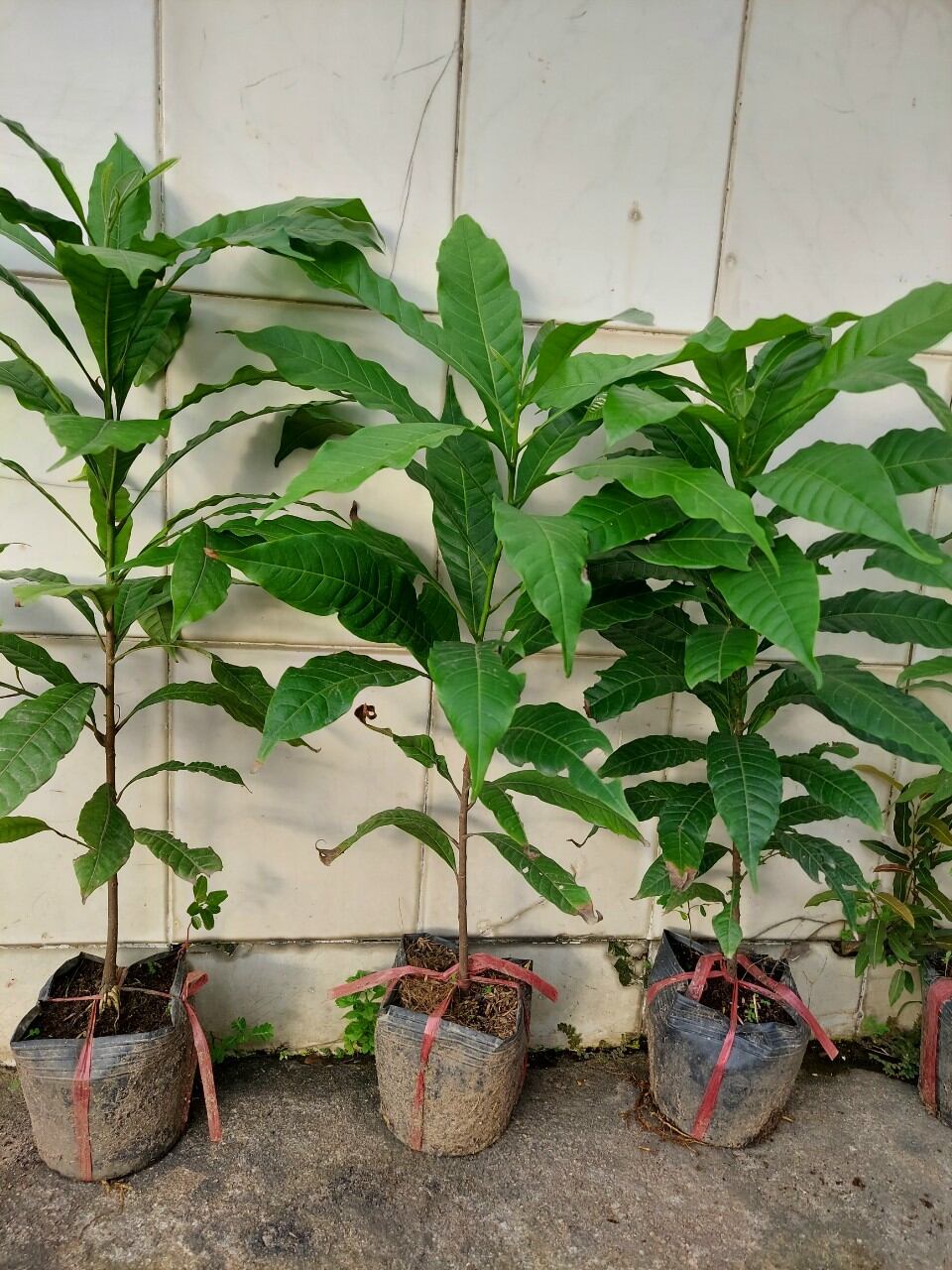 cây vú sữa hoàng kim