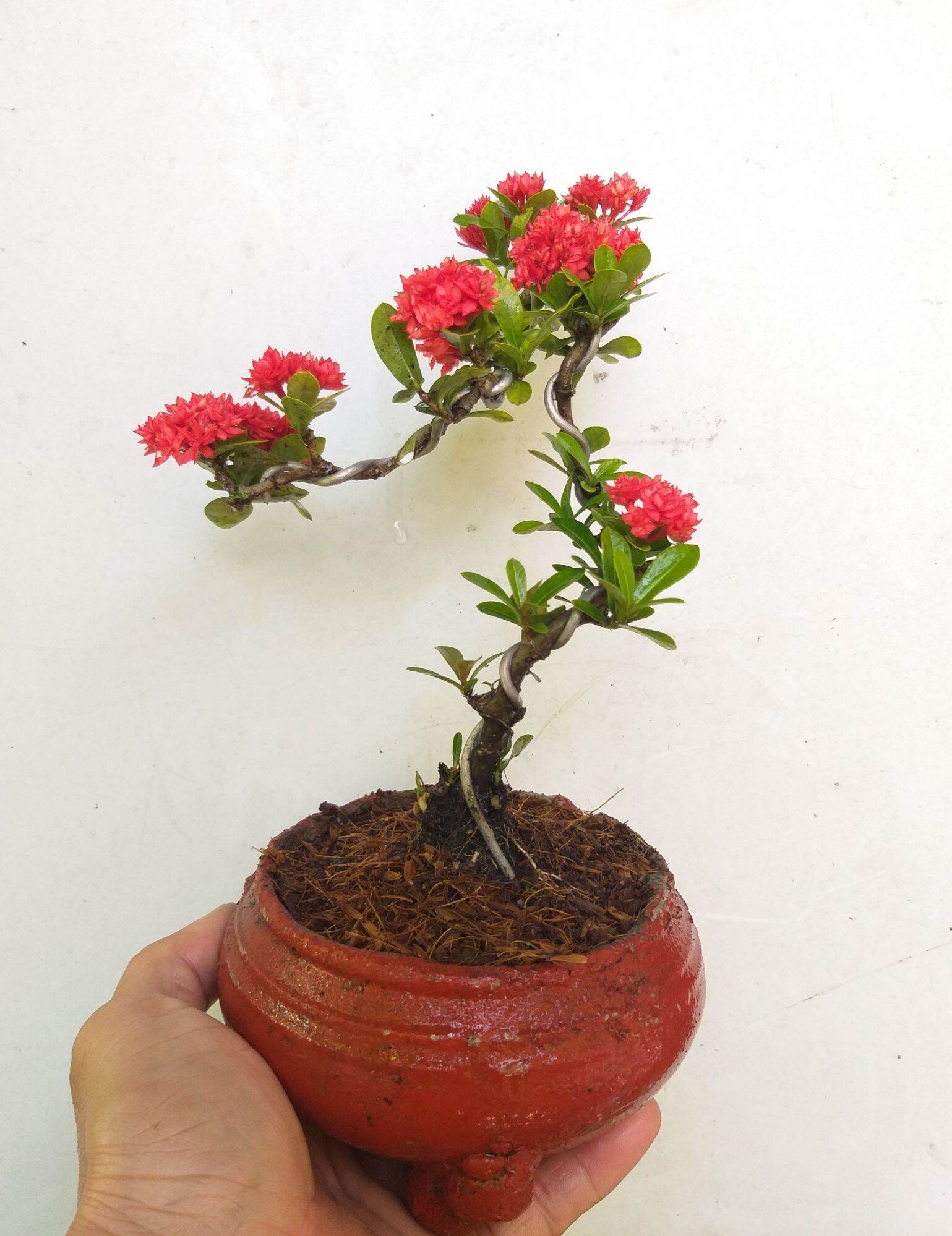 Trang Sen bonsai mini