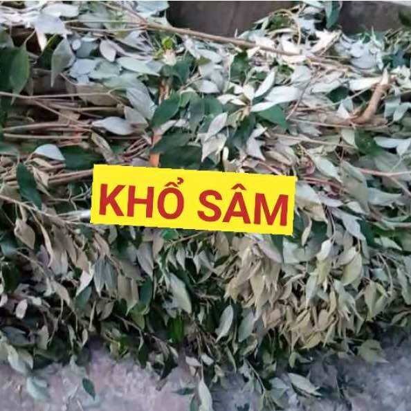 [ Shop Mới ] 1kg Khổ Sâm mới, khô, sạch