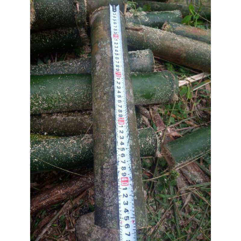 Ống tre nướng thịt cá ( Size D 4-7cm)