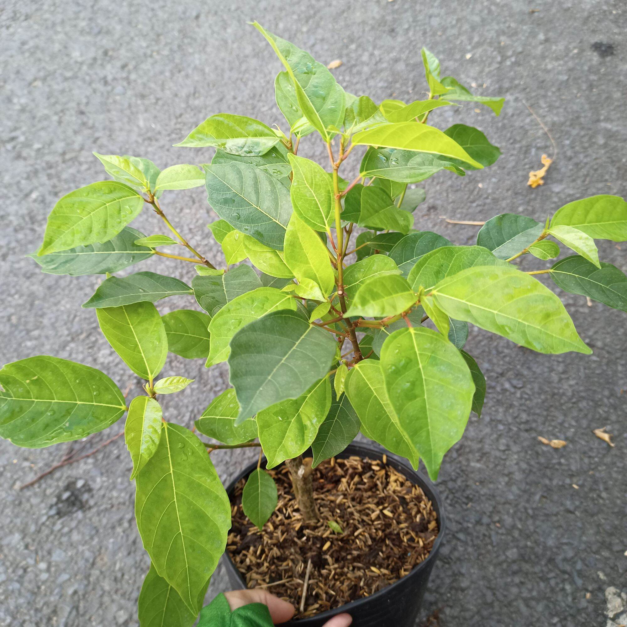Cây sung nếp ăn trái, cây đang trái