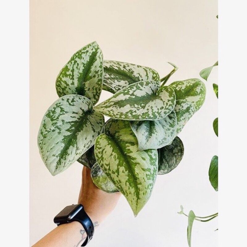 ♧♧♧♧ Cây Scindapsus pictus Exotica