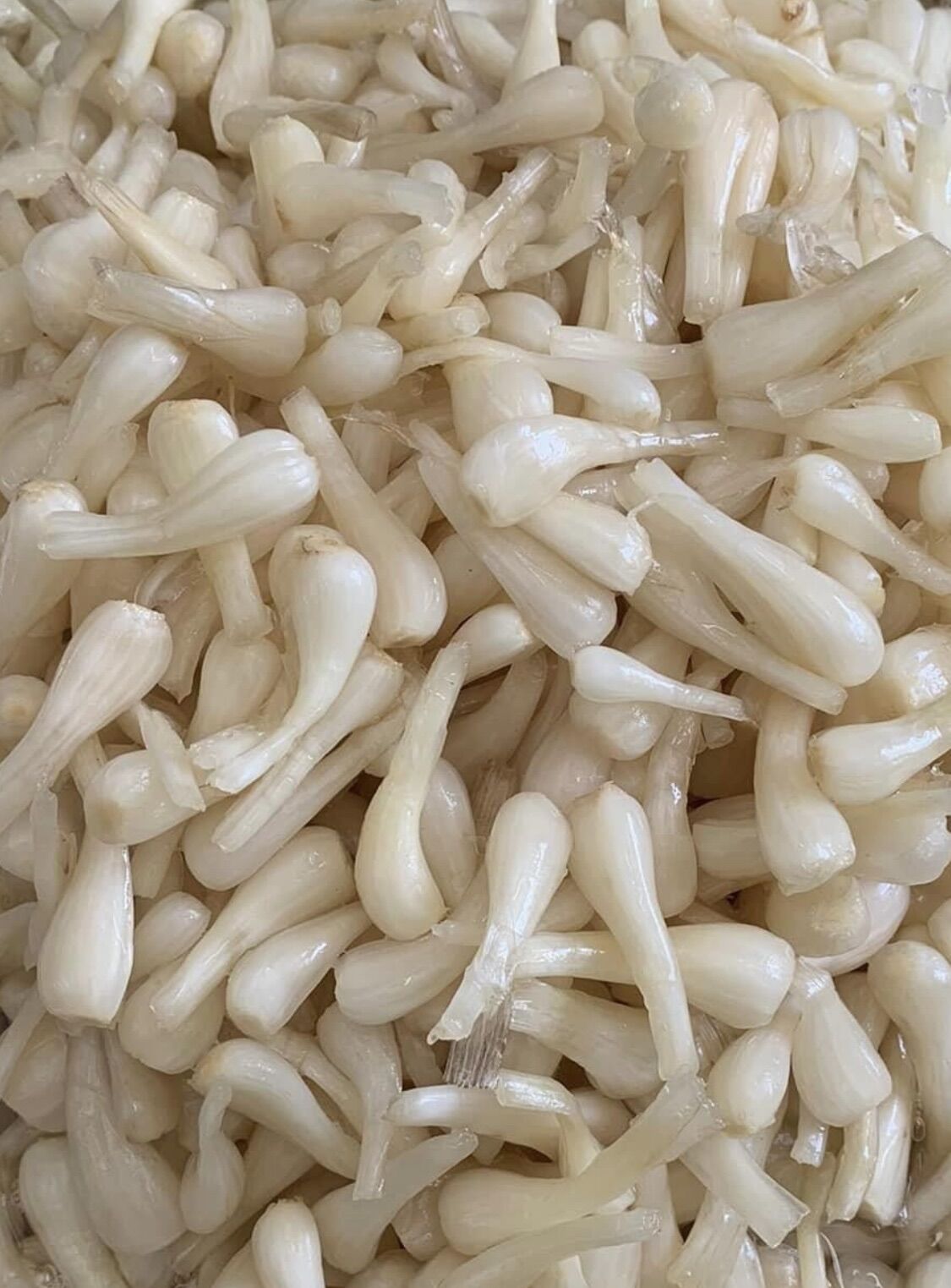 500Gr Kiou Root Soaked in Sugar Vinegar