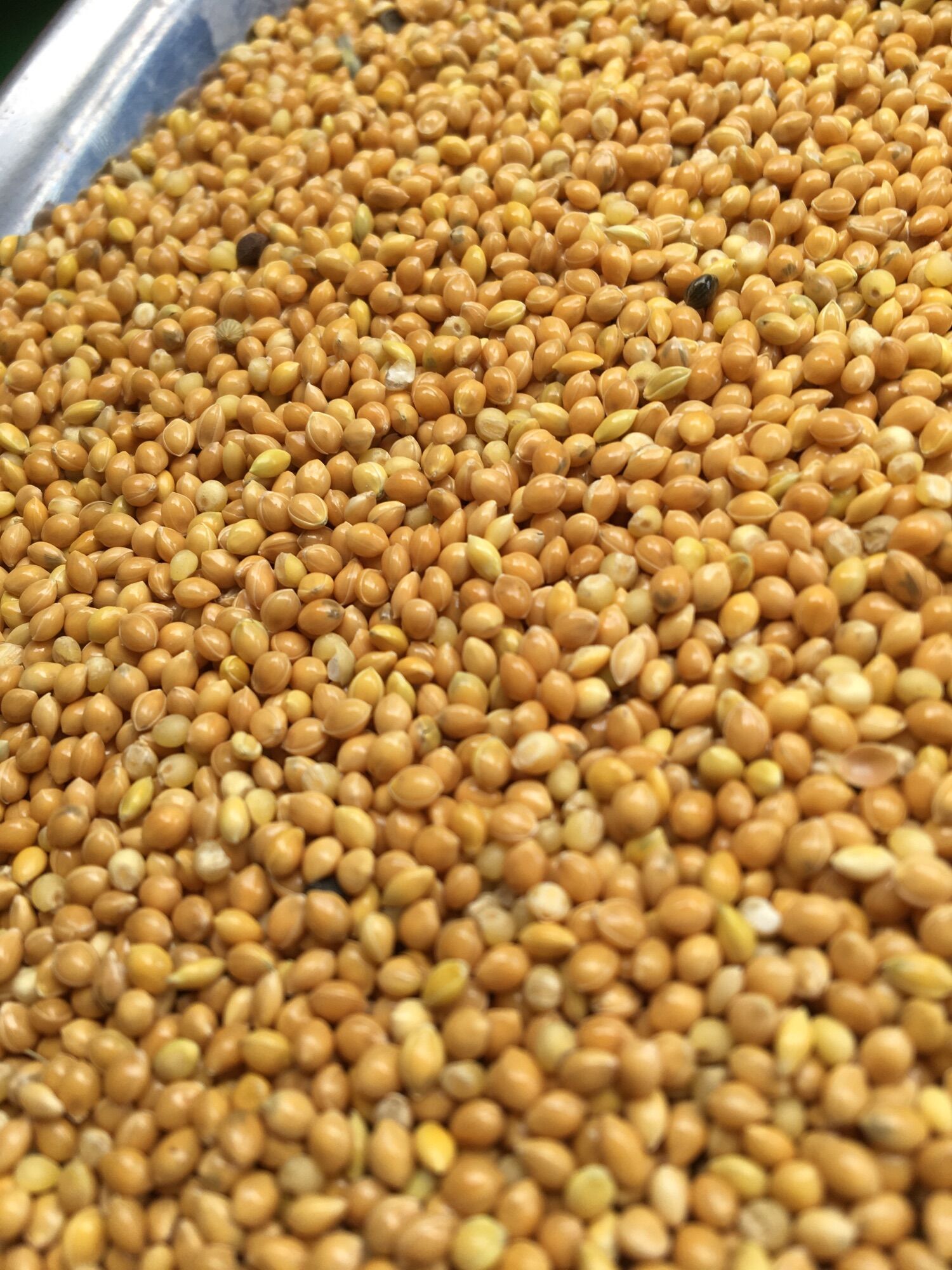 Kê vàng hạt to cho chim cảnh vẹt 500gr