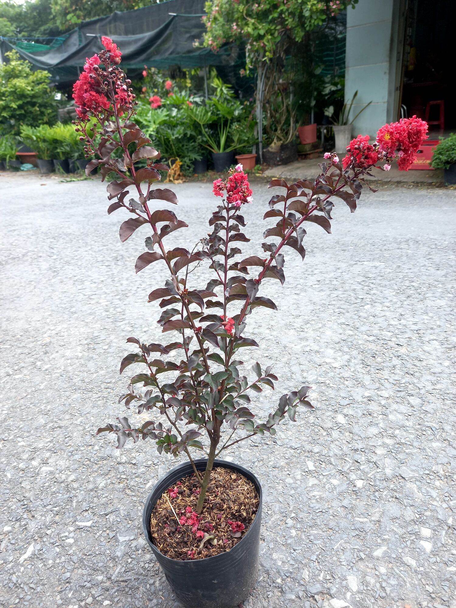 cây tường vy huyết long