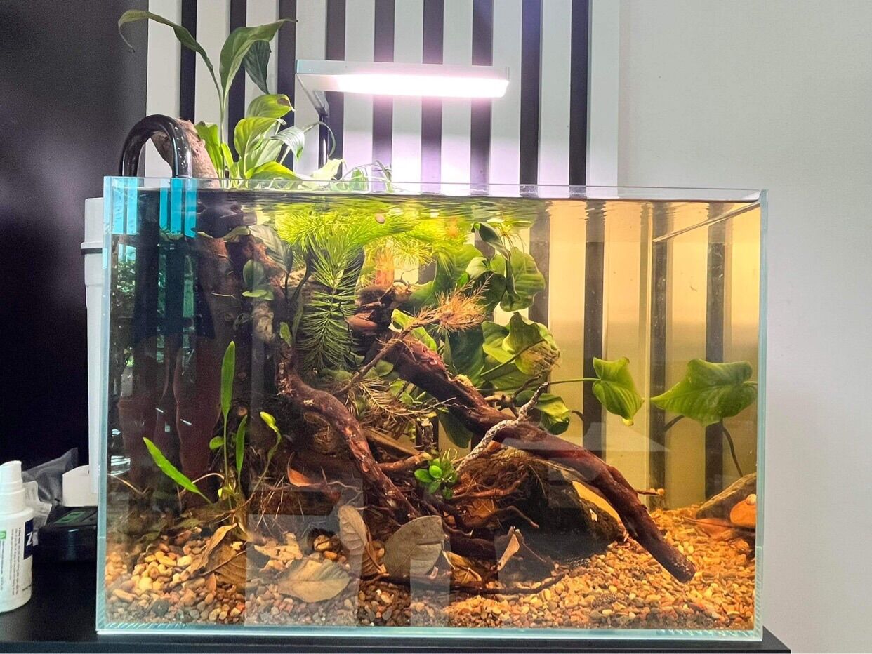Lá khô trang trí bể cá - M100