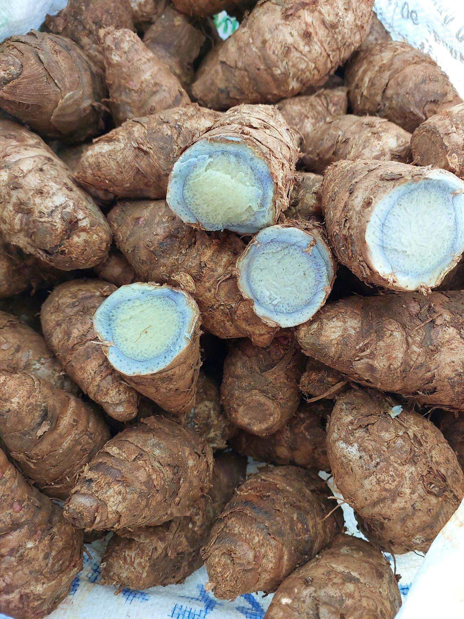 Nghệ đen tươi (củ cái) 1kg